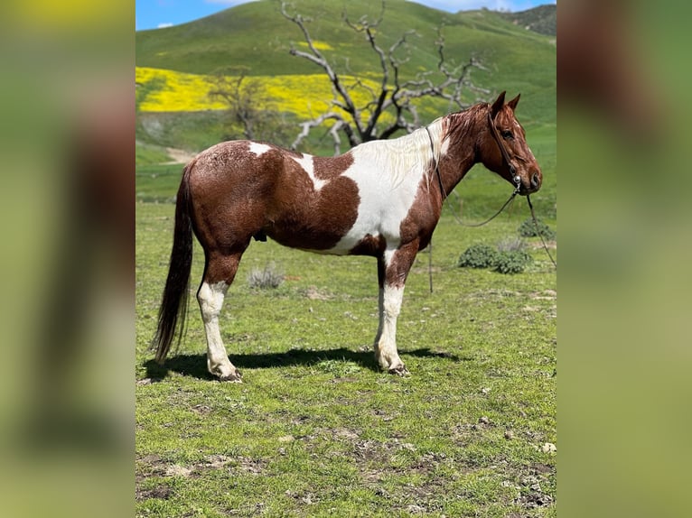 American Quarter Horse Wallach 9 Jahre 152 cm Rotfuchs in Paicines CA