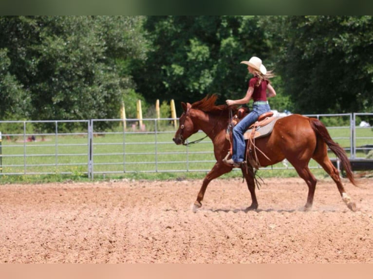 American Quarter Horse Wallach 9 Jahre 152 cm Rotfuchs in Carthage