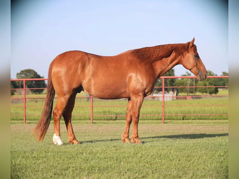 American Quarter Horse Wallach 9 Jahre 152 cm Rotfuchs in Grand Saline, TX