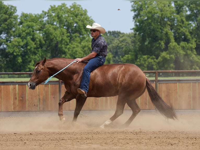 American Quarter Horse Wallach 9 Jahre 152 cm Rotfuchs in Buffalo