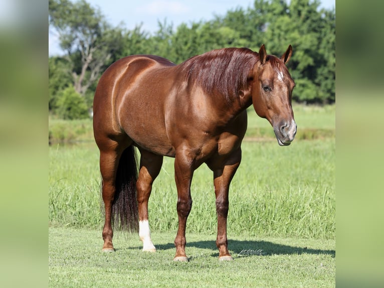 American Quarter Horse Wallach 9 Jahre 152 cm Rotfuchs in Buffalo
