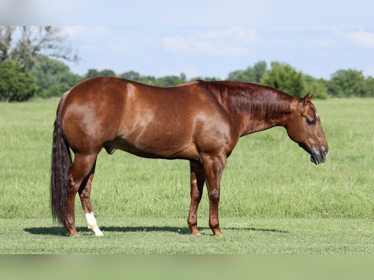 American Quarter Horse Wallach 9 Jahre 152 cm Rotfuchs in Buffalo