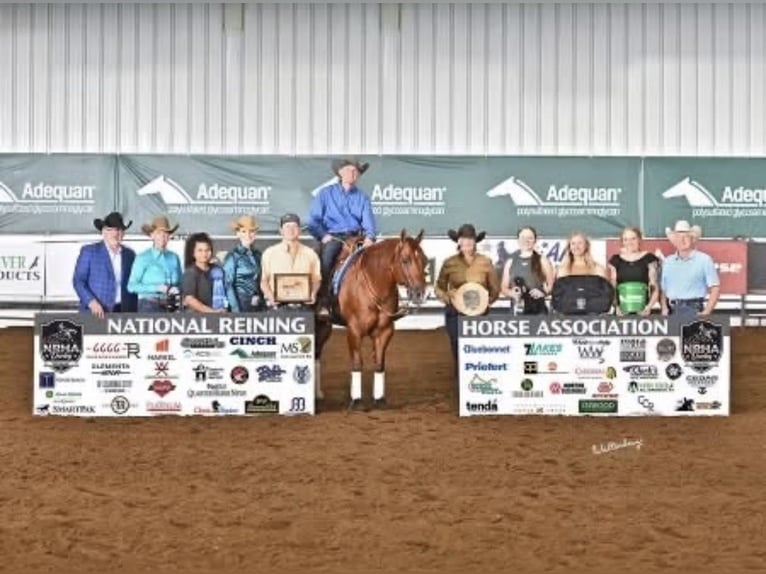American Quarter Horse Wallach 9 Jahre 152 cm Rotfuchs in Buffalo