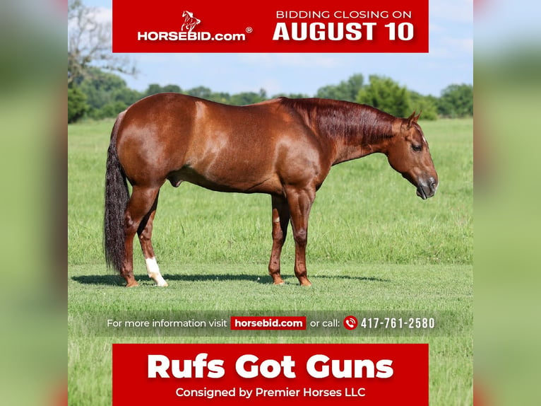 American Quarter Horse Wallach 9 Jahre 152 cm Rotfuchs in Buffalo