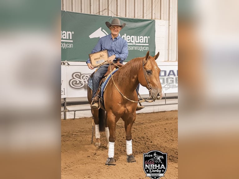 American Quarter Horse Wallach 9 Jahre 152 cm Rotfuchs in Buffalo