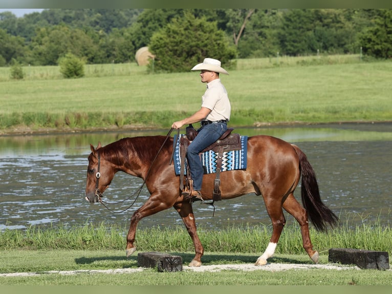 American Quarter Horse Wallach 9 Jahre 152 cm Rotfuchs in Buffalo