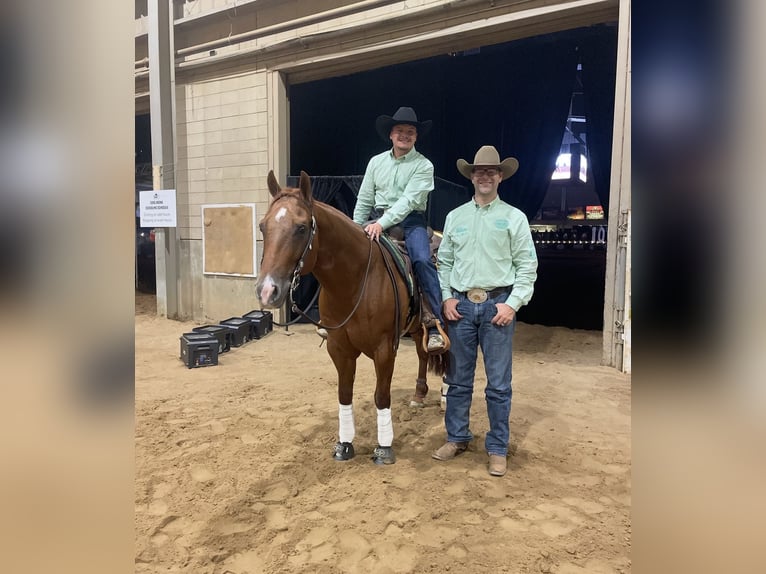 American Quarter Horse Wallach 9 Jahre 152 cm Rotfuchs in Buffalo