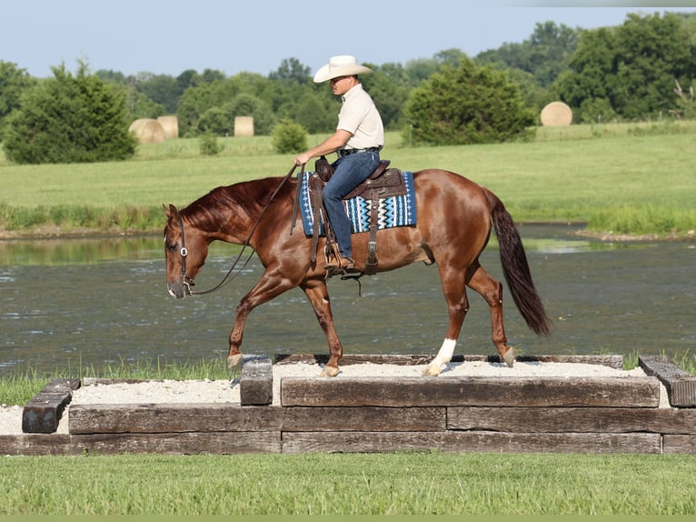 American Quarter Horse Wallach 9 Jahre 152 cm Rotfuchs in Buffalo