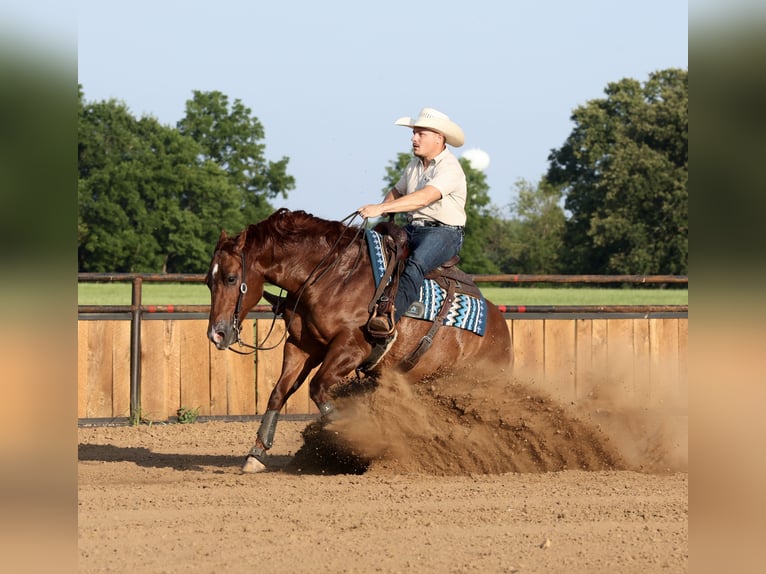 American Quarter Horse Wallach 9 Jahre 152 cm Rotfuchs in Buffalo