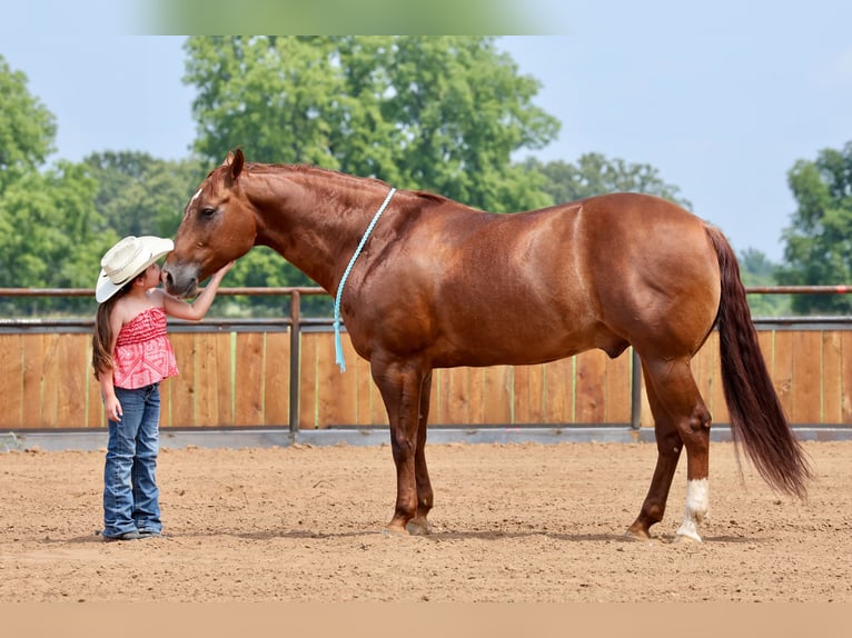 American Quarter Horse Wallach 9 Jahre 152 cm Rotfuchs in Buffalo