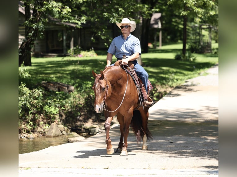 American Quarter Horse Wallach 9 Jahre 152 cm Rotfuchs in Buffalo