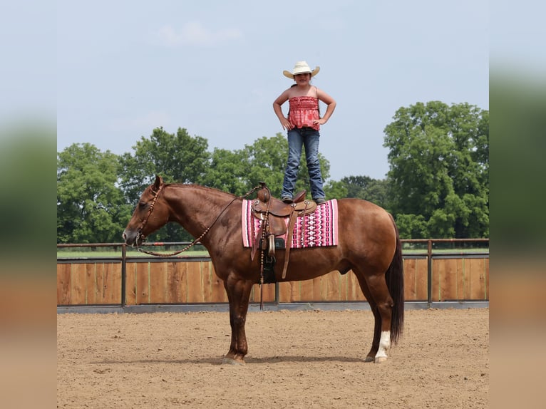 American Quarter Horse Wallach 9 Jahre 152 cm Rotfuchs in Buffalo