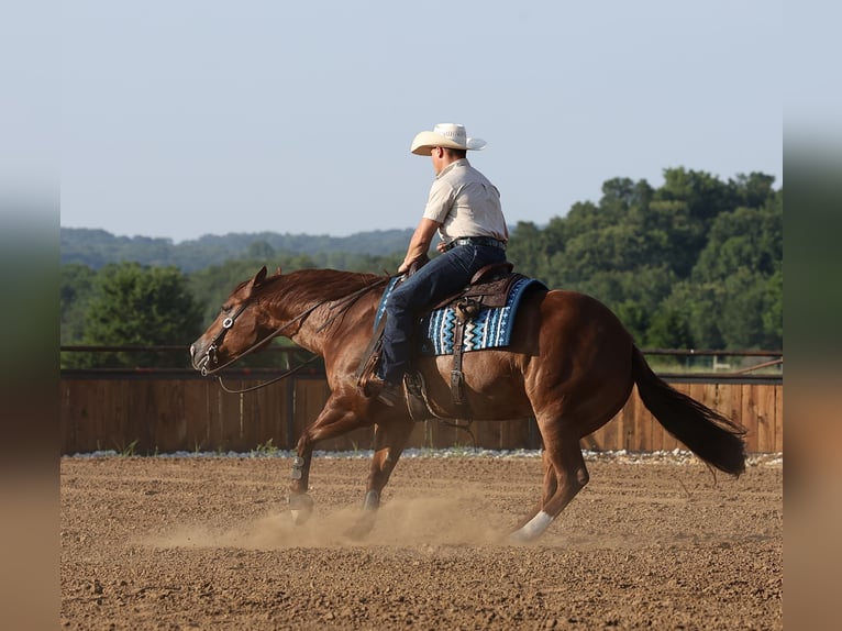 American Quarter Horse Wallach 9 Jahre 152 cm Rotfuchs in Buffalo
