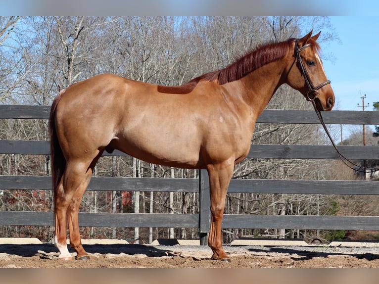 American Quarter Horse Wallach 9 Jahre 152 cm Rotfuchs in Cherryville NC