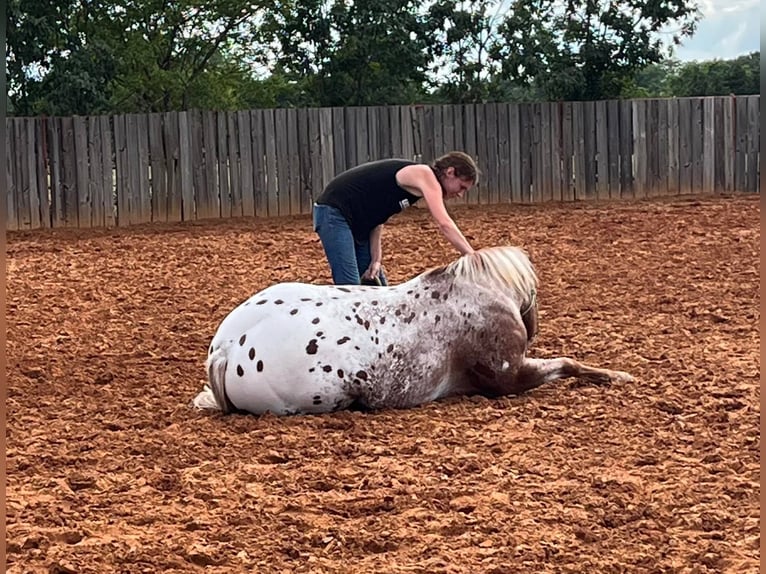 American Quarter Horse Wallach 9 Jahre 152 cm Rotfuchs in whitesburg TX