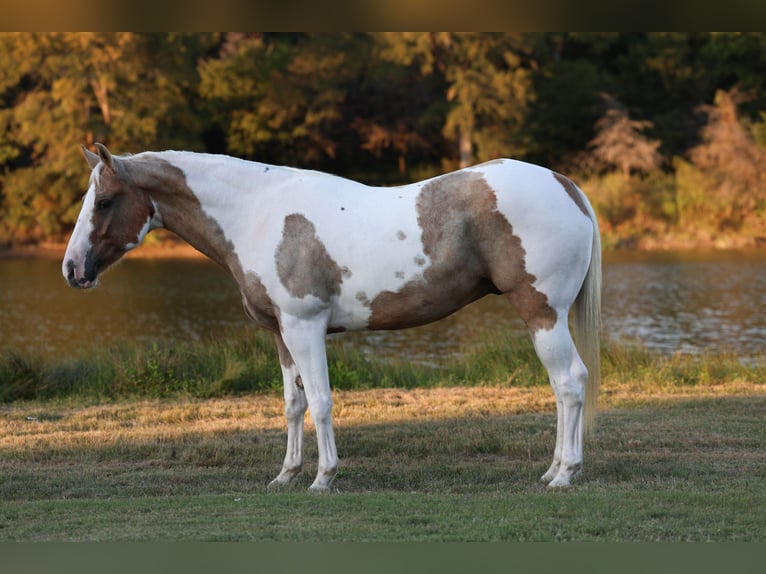 American Quarter Horse Wallach 9 Jahre 152 cm Schecke in Forney