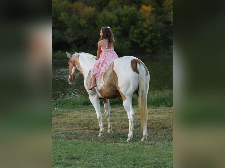 American Quarter Horse Wallach 9 Jahre 152 cm Schecke in Forney