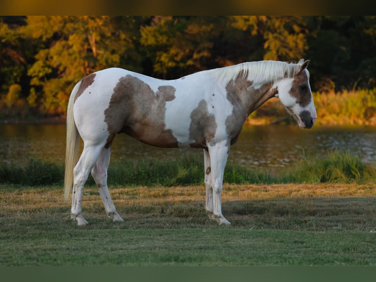 American Quarter Horse Wallach 9 Jahre 152 cm Schecke in Forney