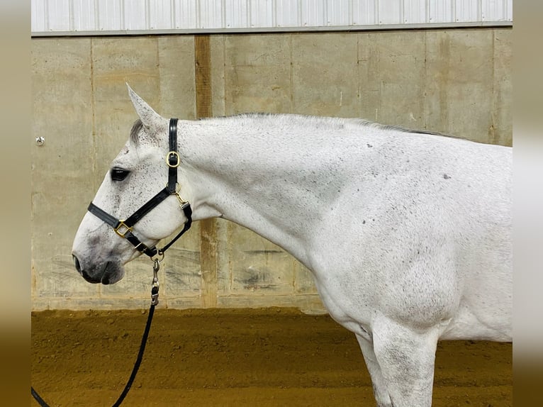 American Quarter Horse Wallach 9 Jahre 152 cm Schimmel in Fowlerville