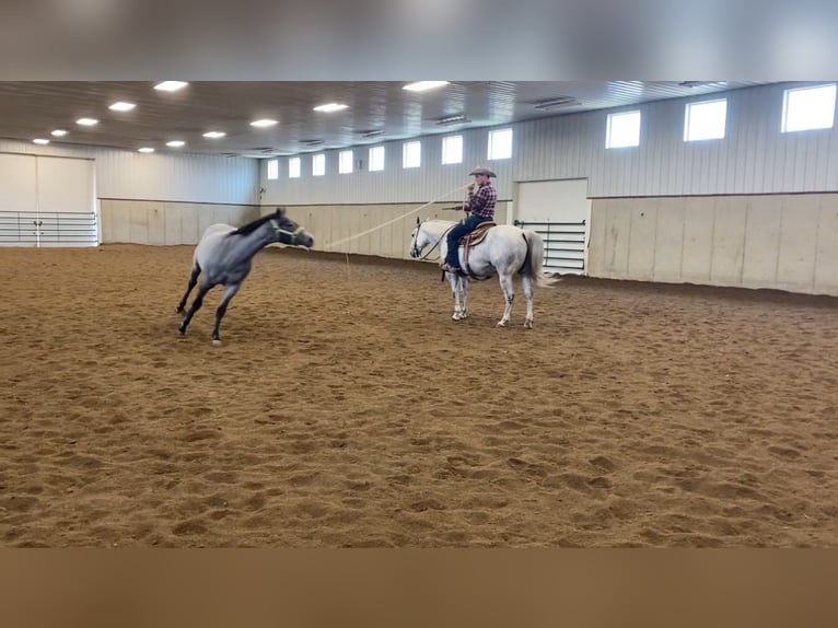 American Quarter Horse Wallach 9 Jahre 152 cm Schimmel in Fowlerville