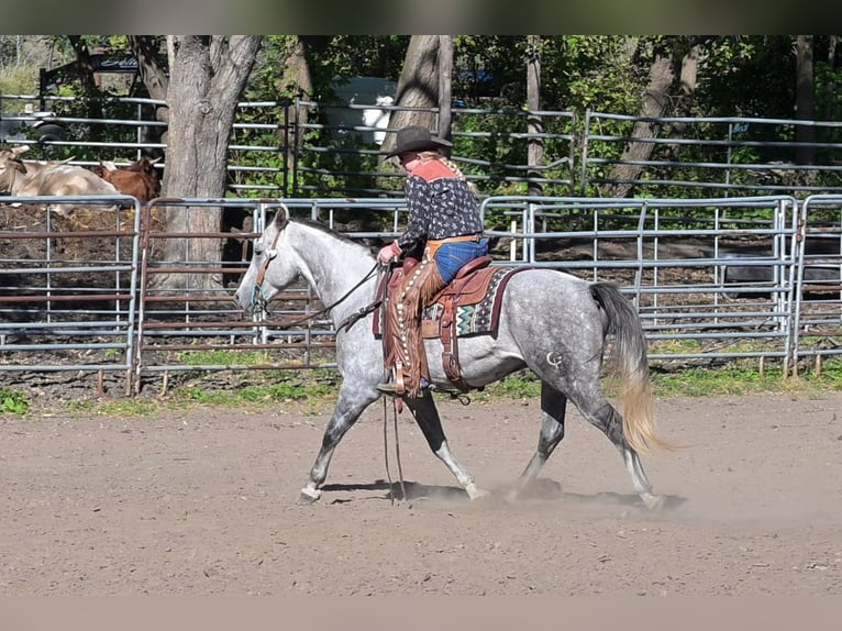 American Quarter Horse Wallach 9 Jahre 152 cm Schimmel in Hastings