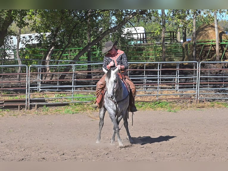 American Quarter Horse Wallach 9 Jahre 152 cm Schimmel in Hastings