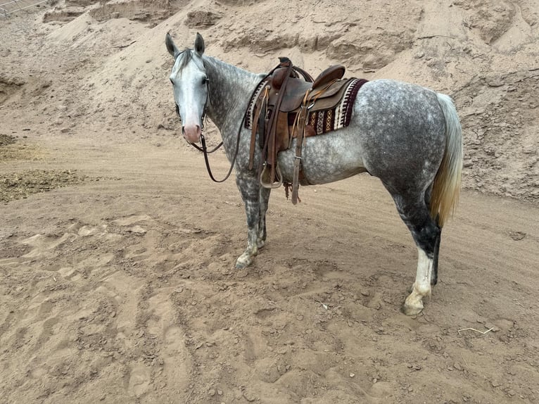 American Quarter Horse Wallach 9 Jahre 152 cm Schimmel in El Paso Tx