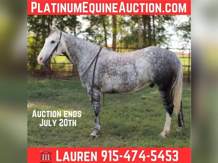 American Quarter Horse Wallach 9 Jahre 152 cm Schimmel in El Paso Tx