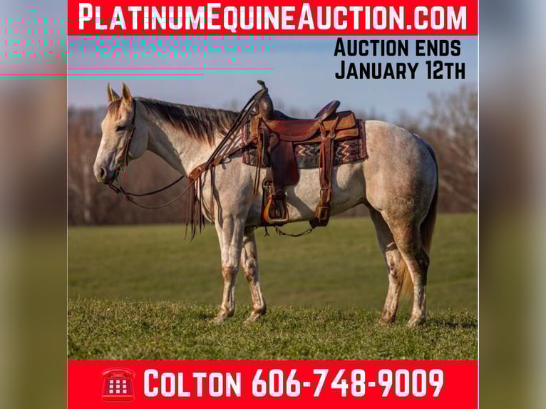 American Quarter Horse Wallach 9 Jahre 152 cm Schimmel in Ewing KY