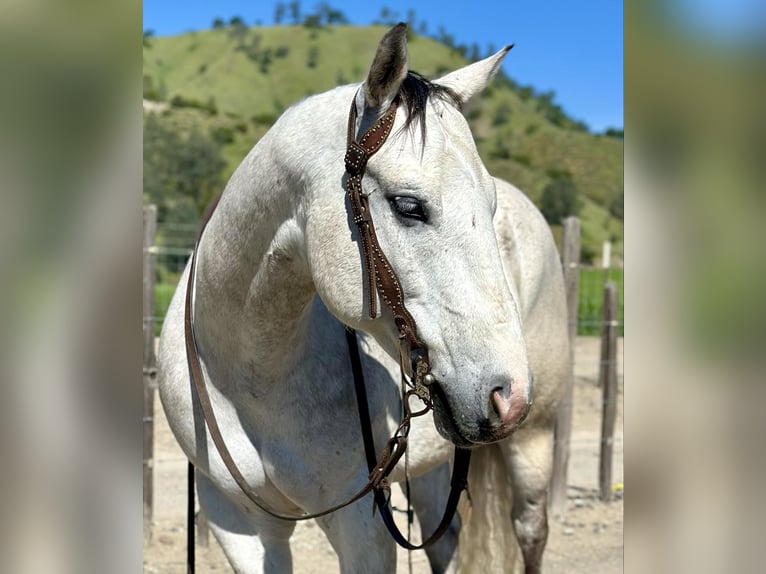 American Quarter Horse Wallach 9 Jahre 152 cm Schimmel in Paicines CA