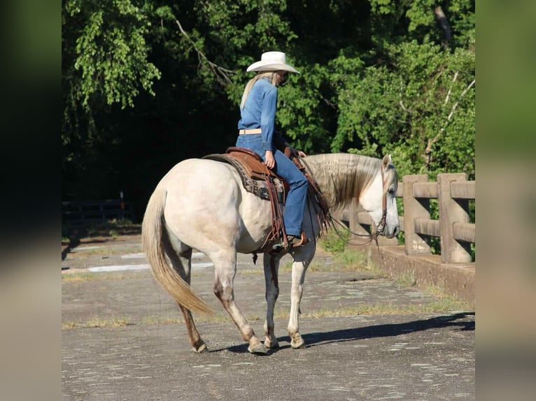American Quarter Horse Wallach 9 Jahre 152 cm Schimmel in Sallisaw OK