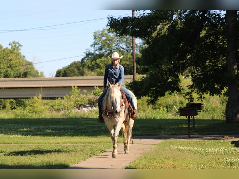 American Quarter Horse Wallach 9 Jahre 152 cm Schimmel in Sallisaw OK