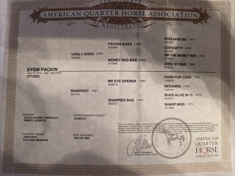 American Quarter Horse Wallach 9 Jahre 152 cm Schimmel in Winchester, OH