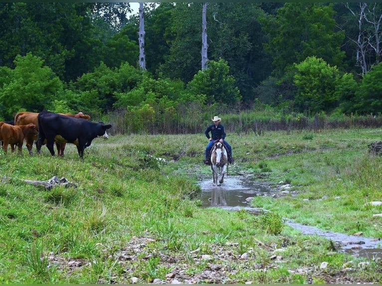 American Quarter Horse Wallach 9 Jahre 152 cm Tobiano-alle-Farben in Wooster OH