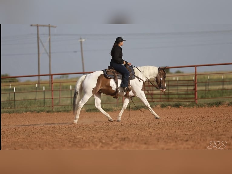 American Quarter Horse Wallach 9 Jahre 152 cm Tobiano-alle-Farben in Granbury TX