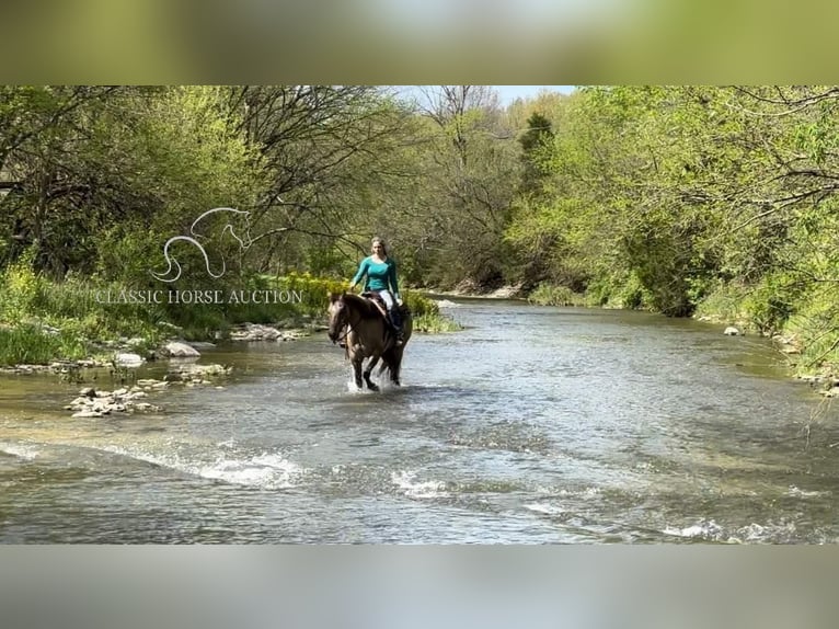 American Quarter Horse Wallach 9 Jahre 152 cm in New Haven KY