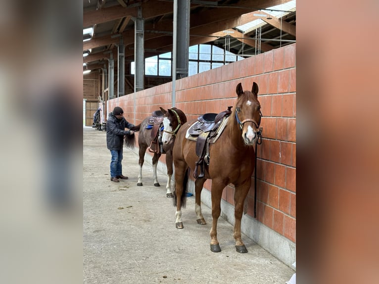 American Quarter Horse Wallach 9 Jahre 153 cm Fuchs in Flebour