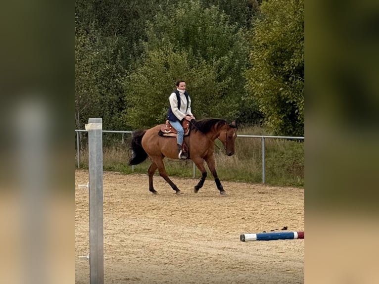 American Quarter Horse Wallach 9 Jahre 154 cm Red Dun in Burgthann