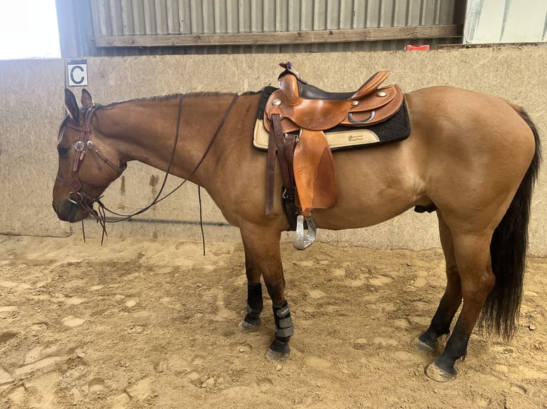 American Quarter Horse Wallach 9 Jahre 154 cm Red Dun in Burgthann