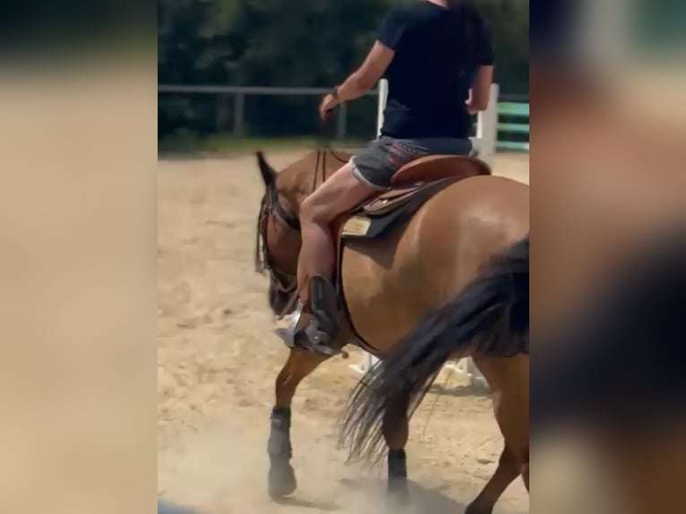 American Quarter Horse Wallach 9 Jahre 154 cm Red Dun in Burgthann
