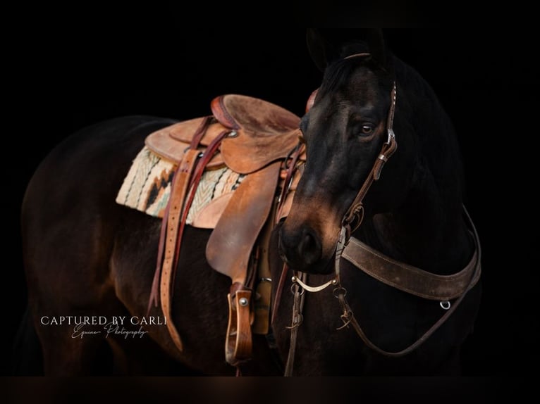 American Quarter Horse Wallach 9 Jahre 155 cm Brauner in Lewistown