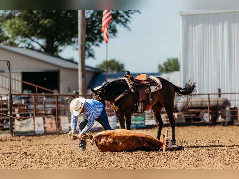 American Quarter Horse Wallach 9 Jahre 155 cm Brauner in Lewistown