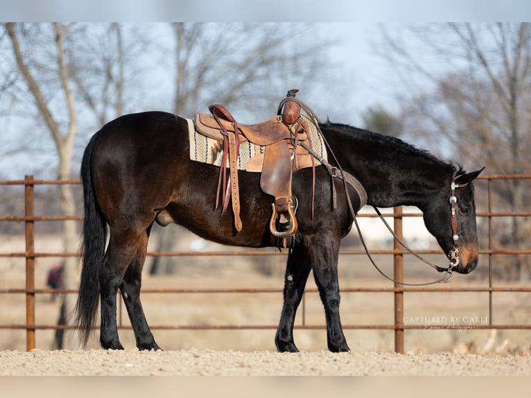 American Quarter Horse Wallach 9 Jahre 155 cm Brauner in Lewistown