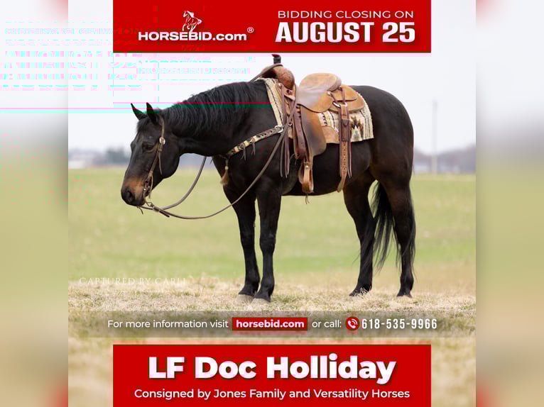 American Quarter Horse Wallach 9 Jahre 155 cm Brauner in Lewistown