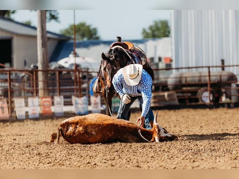 American Quarter Horse Wallach 9 Jahre 155 cm Brauner in Lewistown