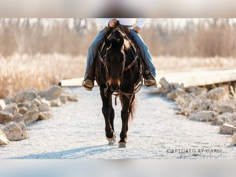 American Quarter Horse Wallach 9 Jahre 155 cm Brauner in Lewistown