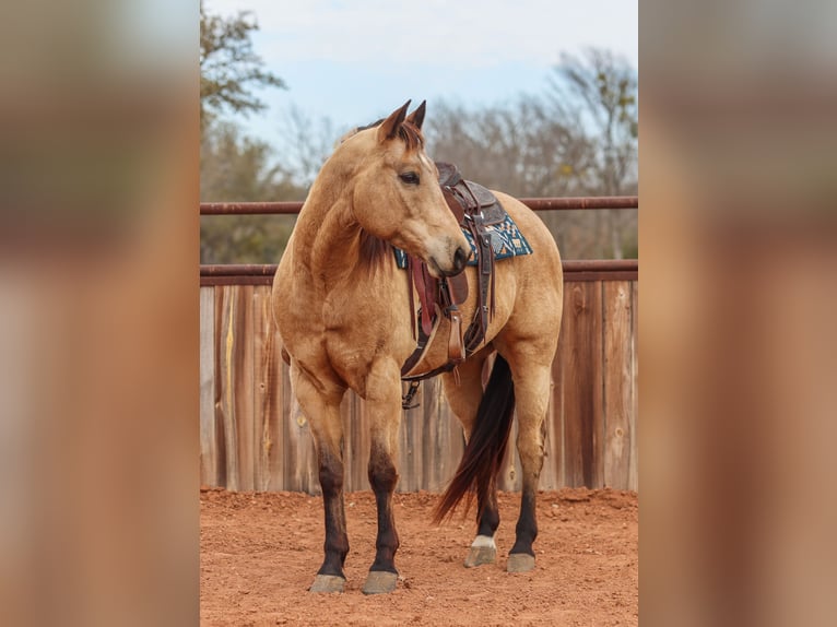 American Quarter Horse Wallach 9 Jahre 155 cm Buckskin in Ranger