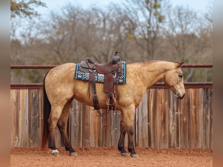 American Quarter Horse Wallach 9 Jahre 155 cm Buckskin in Ranger