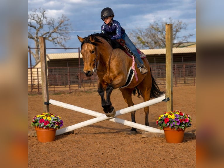 American Quarter Horse Wallach 9 Jahre 155 cm Buckskin in Weatherford