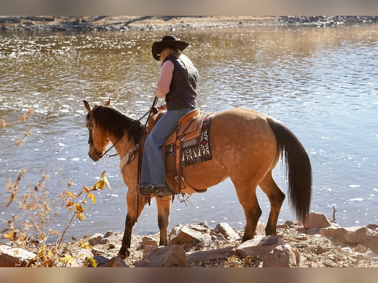 American Quarter Horse Wallach 9 Jahre 155 cm Buckskin in Sioux Falls, SD